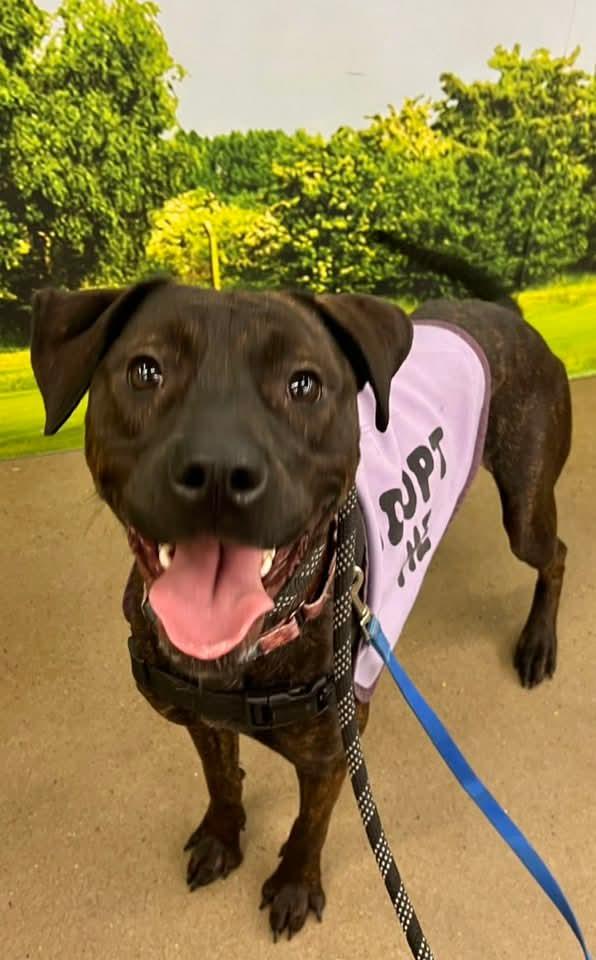 Enlarge Patsy Cline, a Adoptable Labrador Retriever in Munford, TN image 3/3