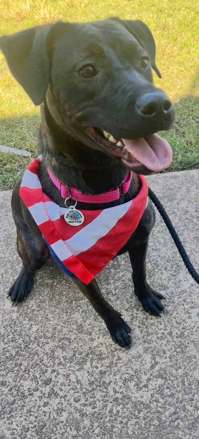 Patsy Cline, a Adoptable Labrador Retriever in Munford, TN image 1/3
