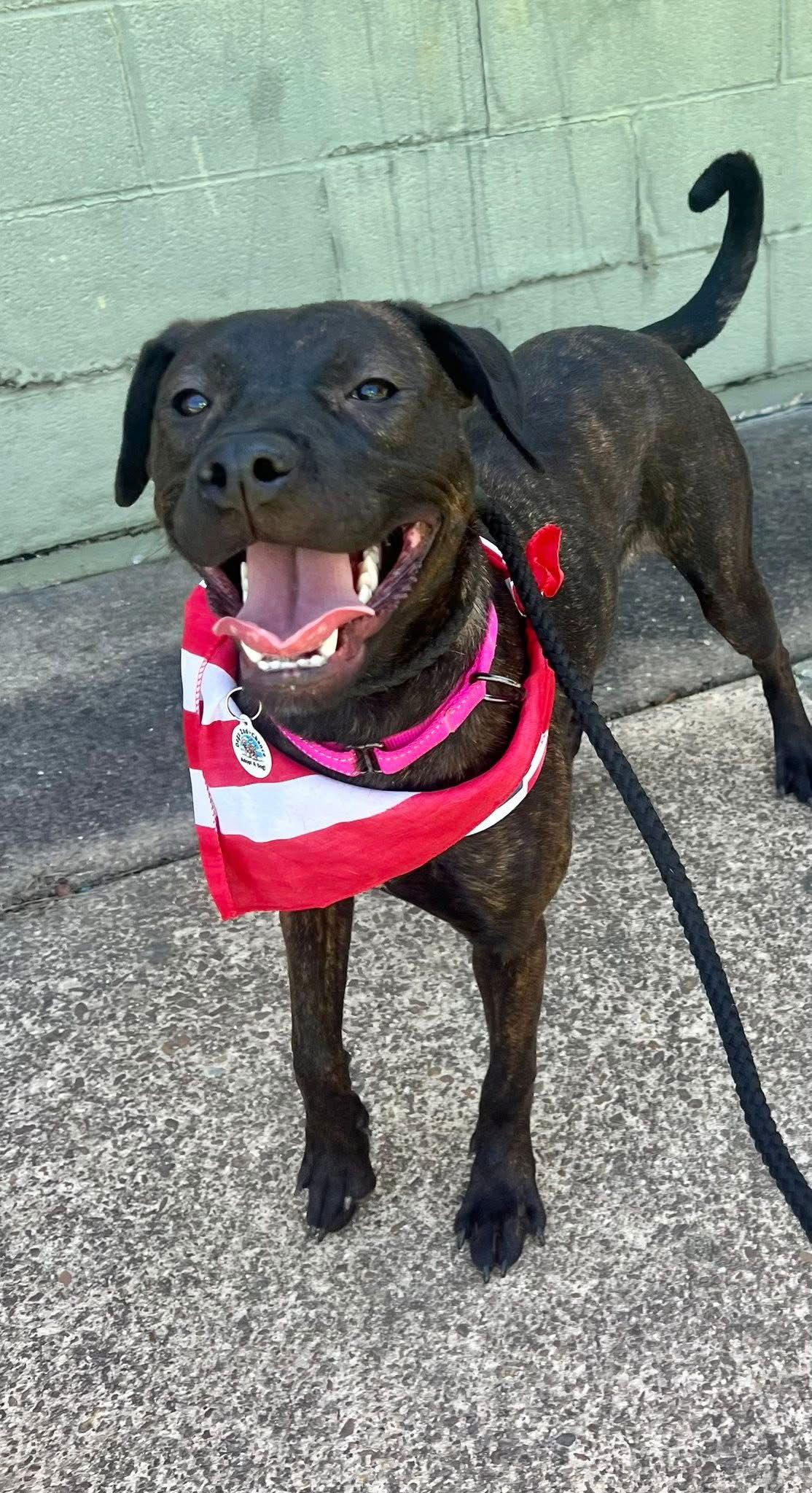 Patsy Cline, a Adoptable Labrador Retriever in Munford, TN image 2/3