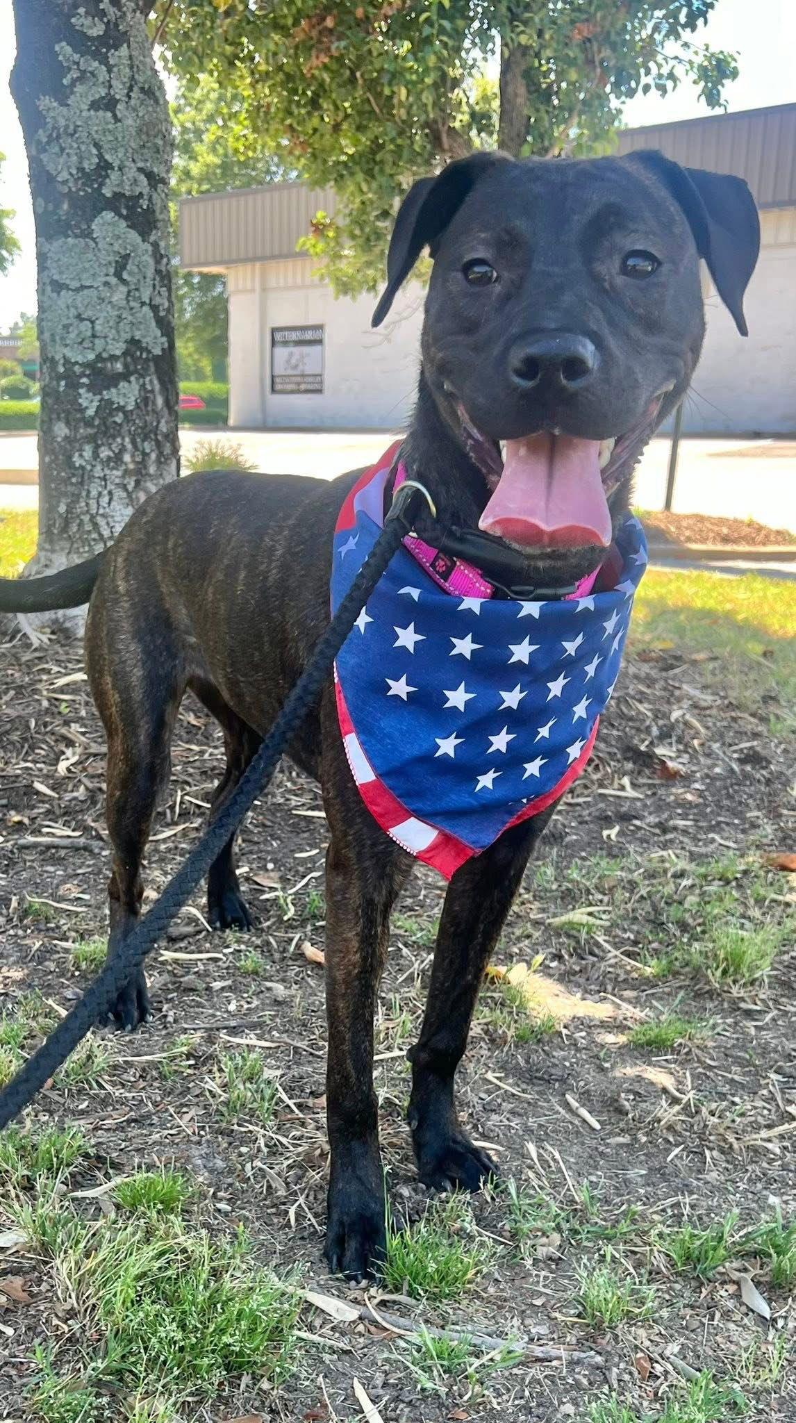 Patsy Cline, a Adoptable Labrador Retriever in Munford, TN image 3/3