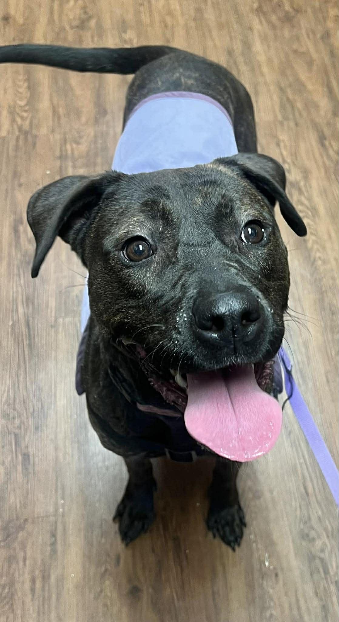 Enlarge Patsy Cline, a Adoptable Labrador Retriever in Munford, TN image 3/3