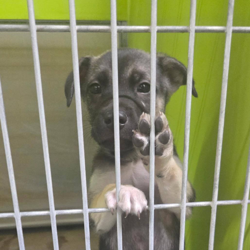 Stormy, Adoptable, Puppy Female Shepherd.