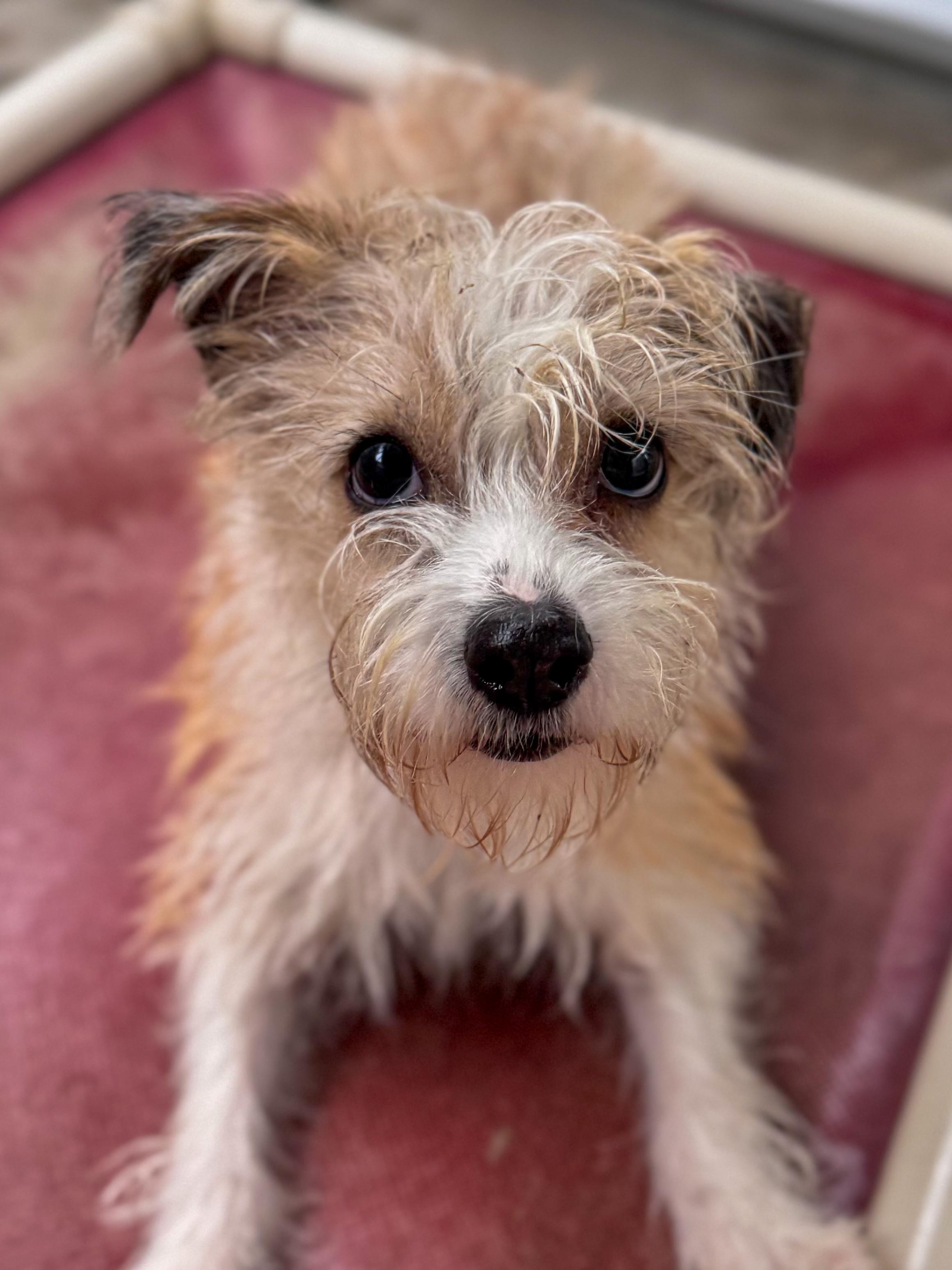 Enlarge MCKINLEY , an adopted mixed breed in Fresno, CA image 3/3