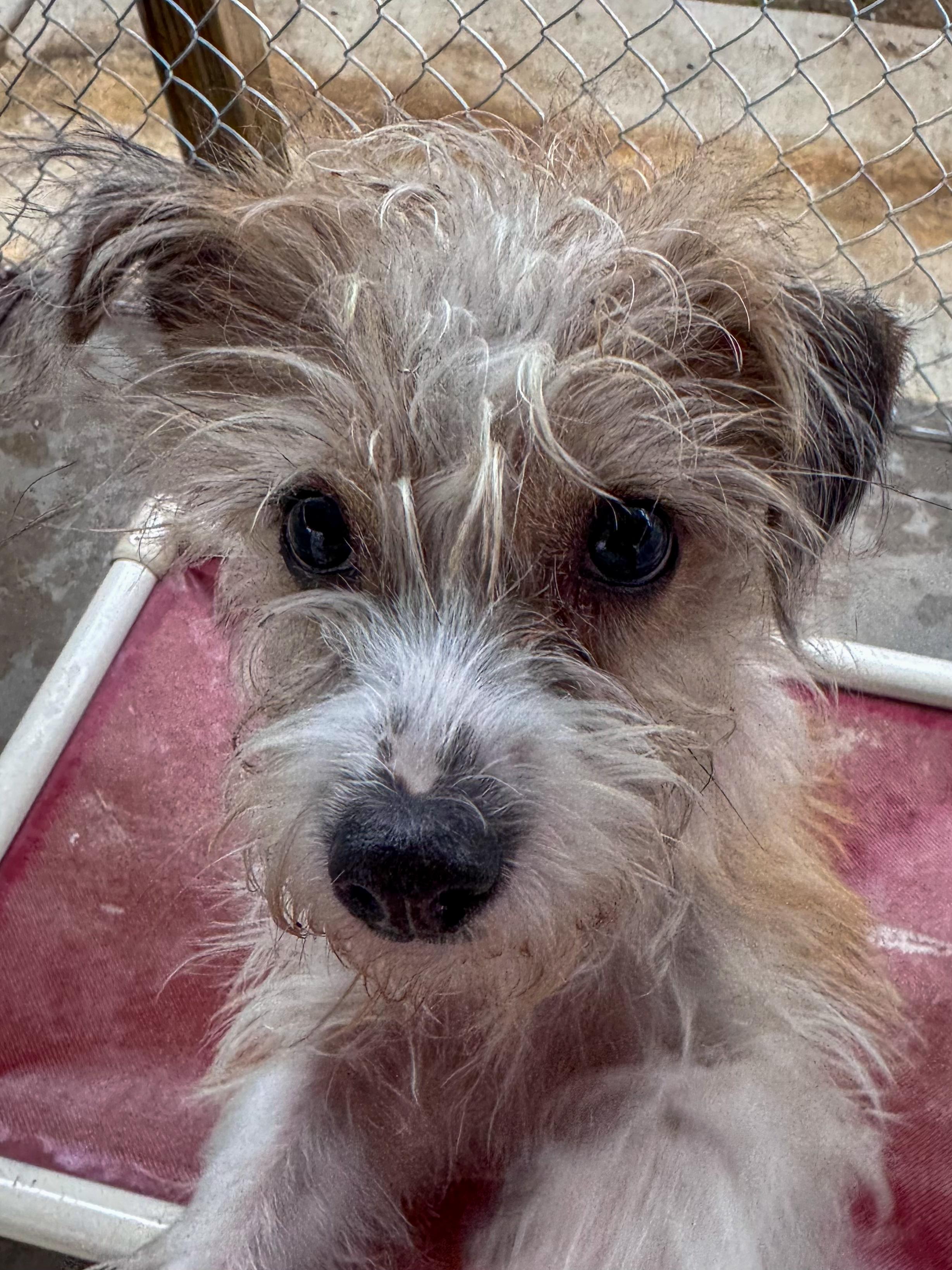 Enlarge MCKINLEY , an adopted mixed breed in Fresno, CA image 2/3