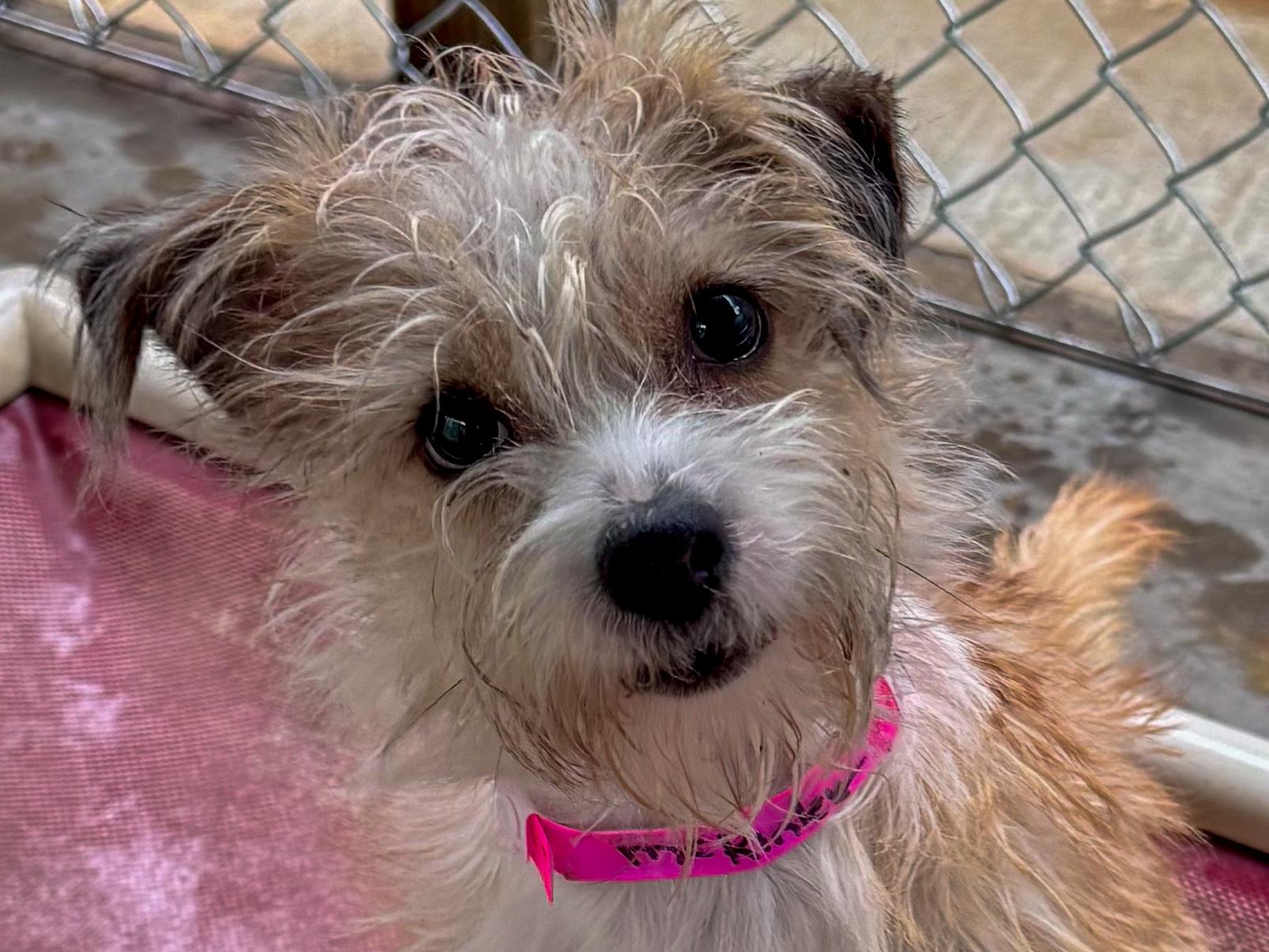MCKINLEY , adopted, Young Female Wirehaired Terrier.