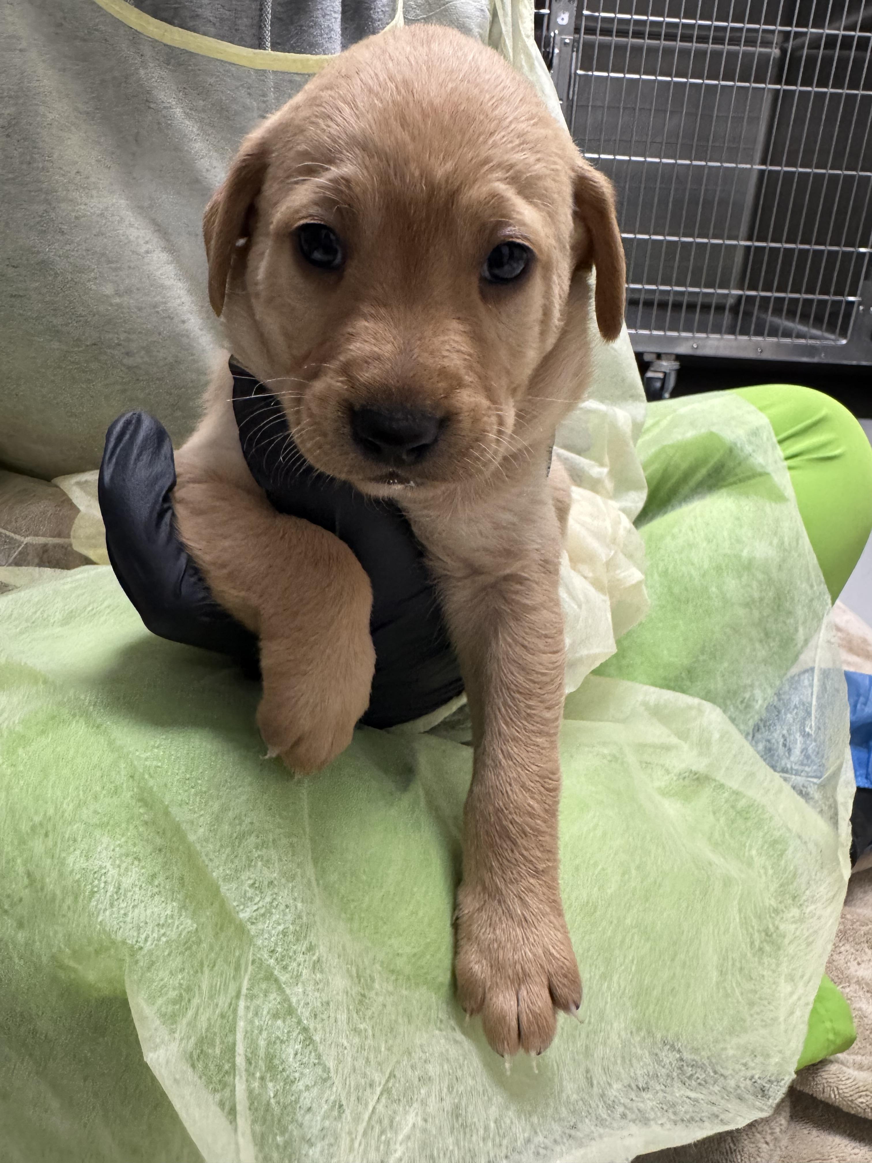 Ollie, Adopted, Young Male Carolina Dog & Golden Retriever.