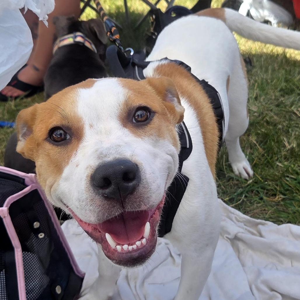Enlarge Bear, a Adoptable Mixed Breed in Lima, OH image 2/3