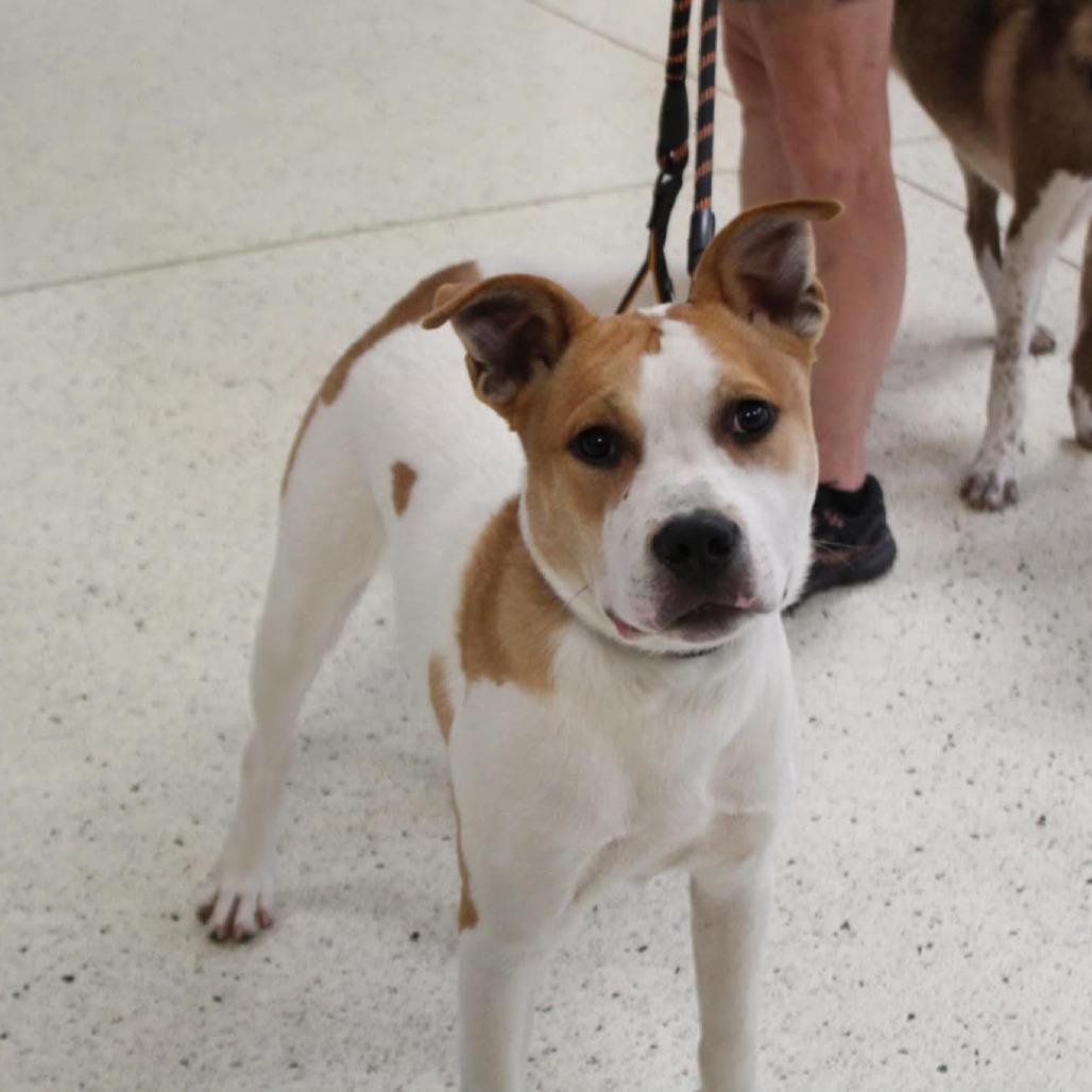 Enlarge Bear, a Adoptable Mixed Breed in Lima, OH image 3/3