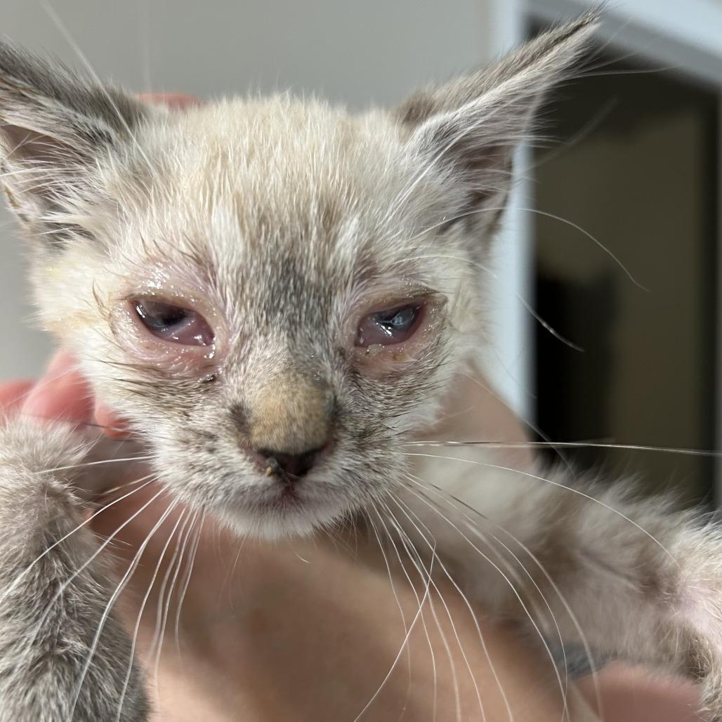 Sage, Adoptable, Kitten Male Siamese.
