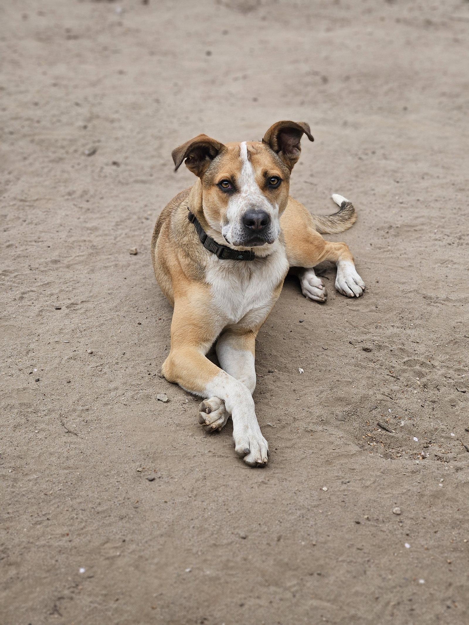 CANDY CORN, a Adoptable Shepherd in Holbrook, NY image 3/3