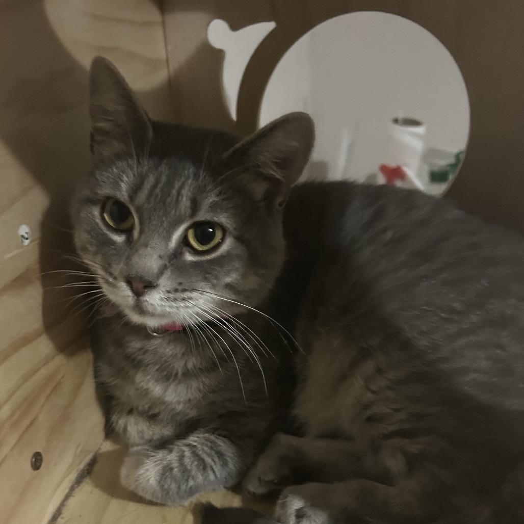 Enlarge Louise, a Adoptable Domestic Short Hair in Veneta, OR image 1/1