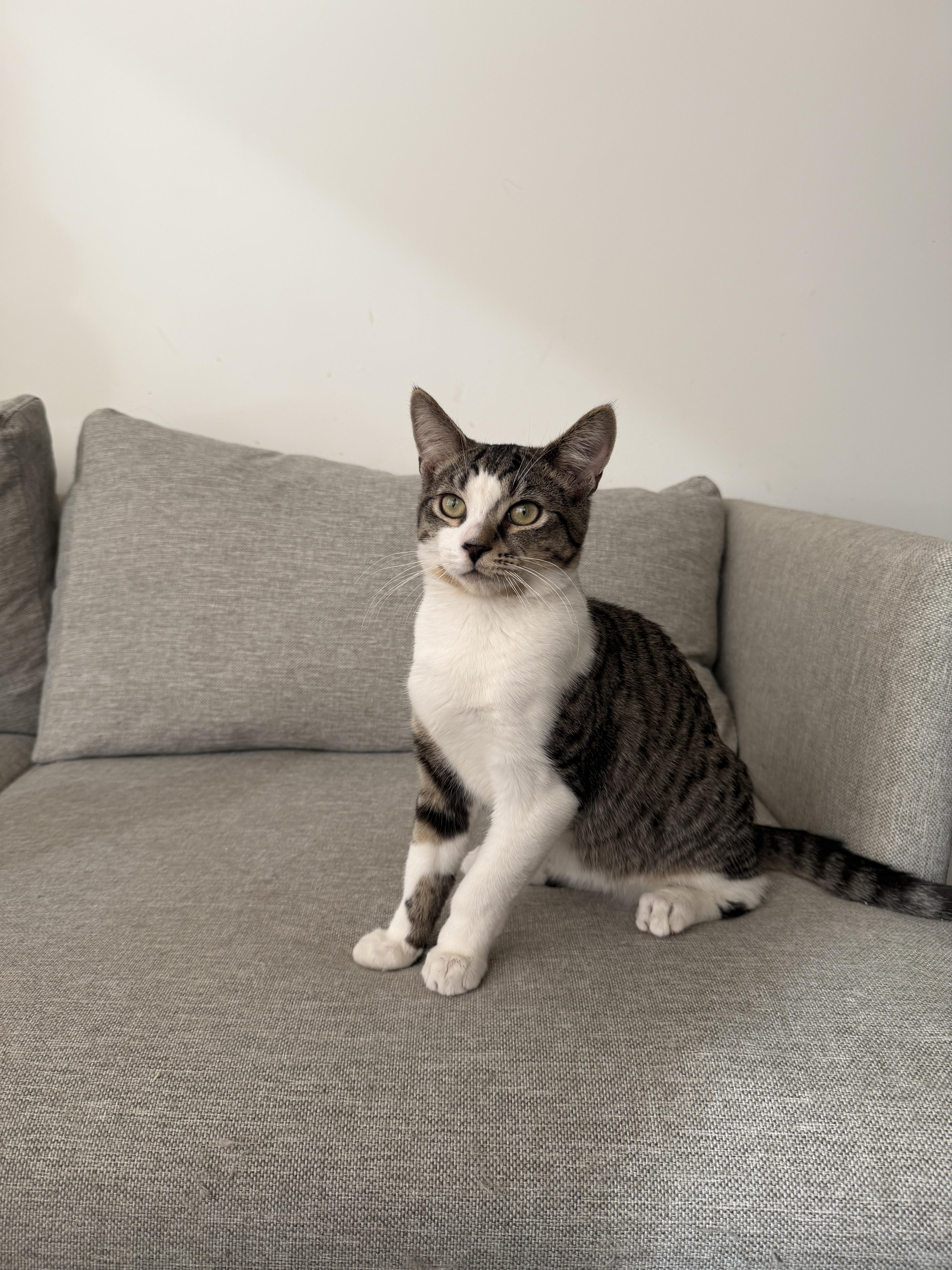 Button & Bobbin, a ADOPTABLE Domestic Short Hair in Brooklyn, NY image 3/3