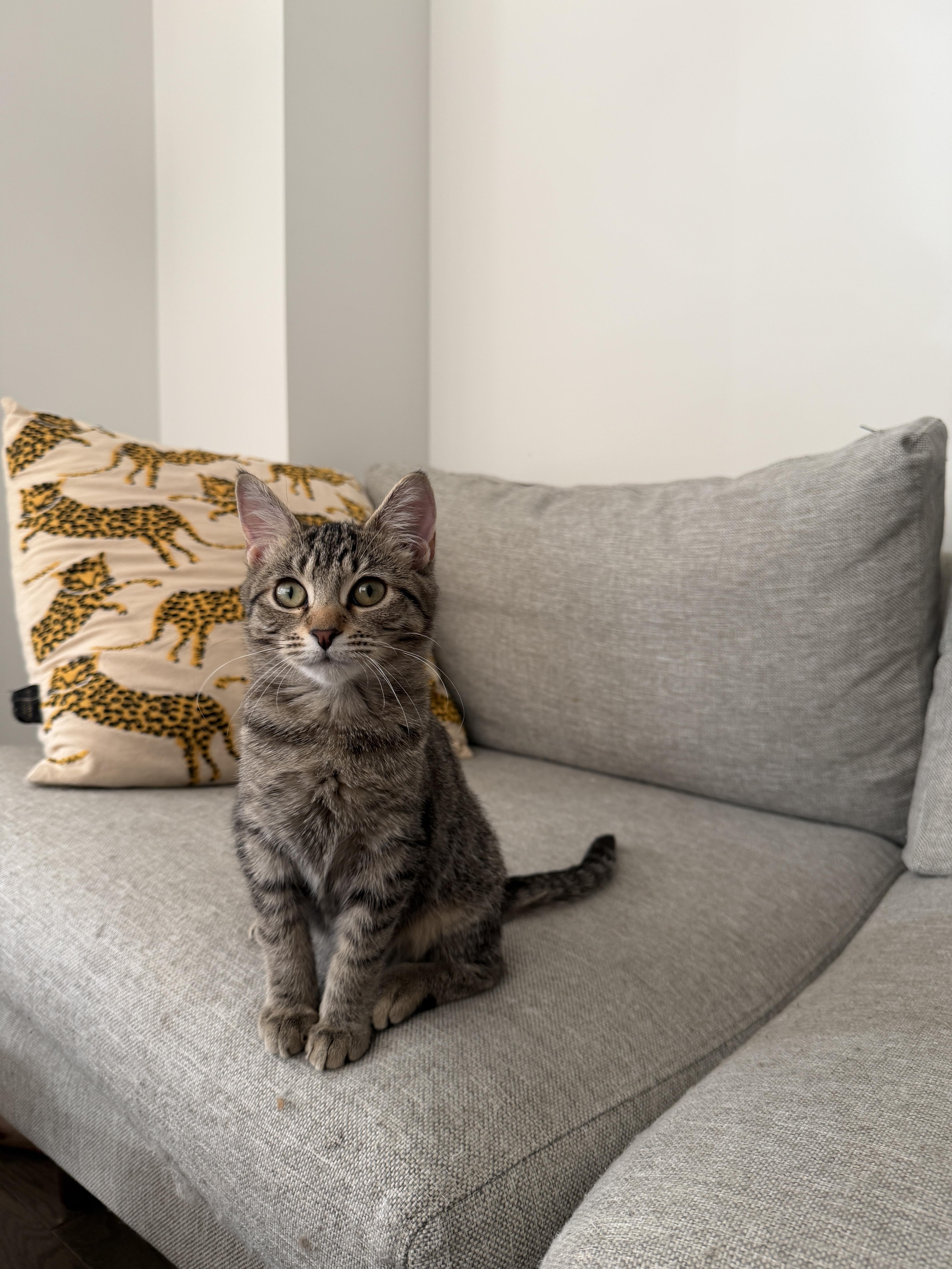 Button & Bobbin, a ADOPTABLE Domestic Short Hair in Brooklyn, NY image 2/3