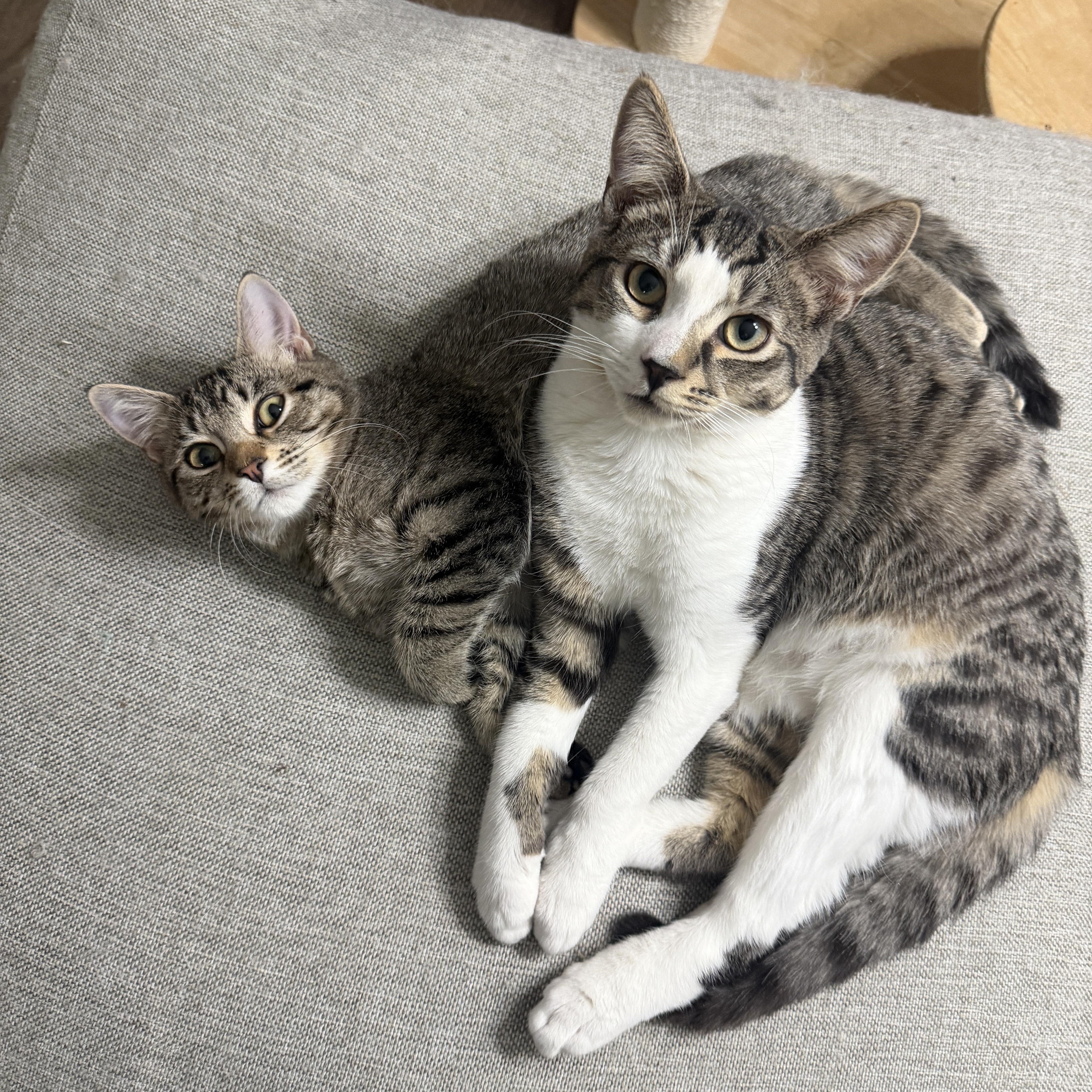 Button & Bobbin, ADOPTABLE, Kitten Female Domestic Short Hair.