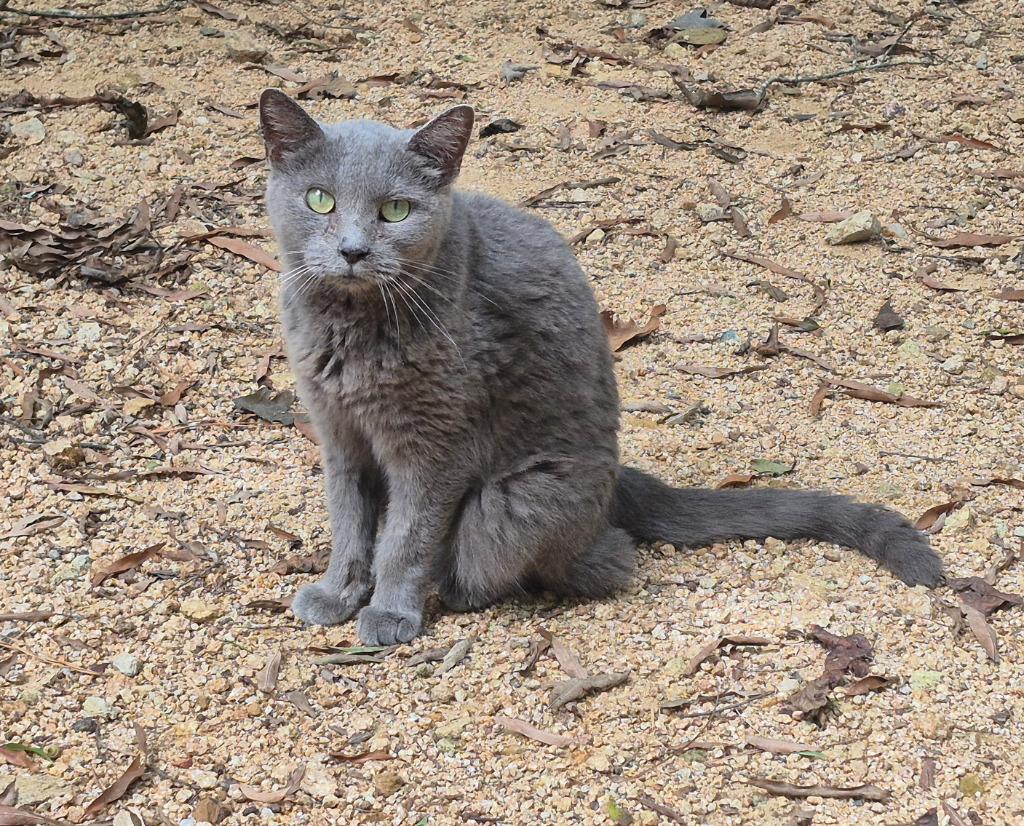 Cecilia (100% Sponsored!), Adoptable, Senior Female Domestic Short Hair.