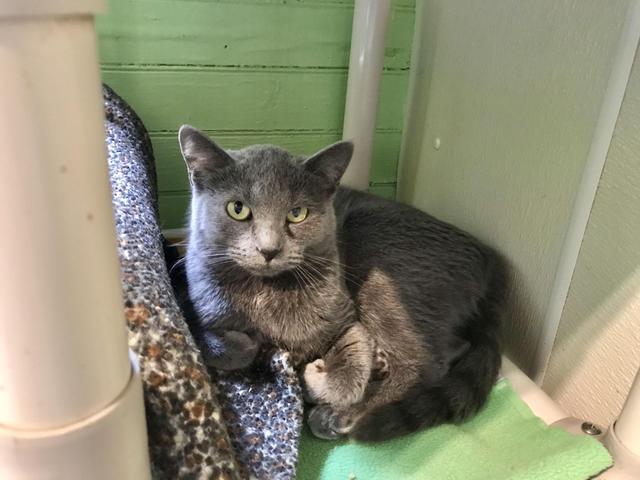 Enlarge Cecilia (100% Sponsored!), a Adoptable mixed breed in Pittsboro, NC image 2/3