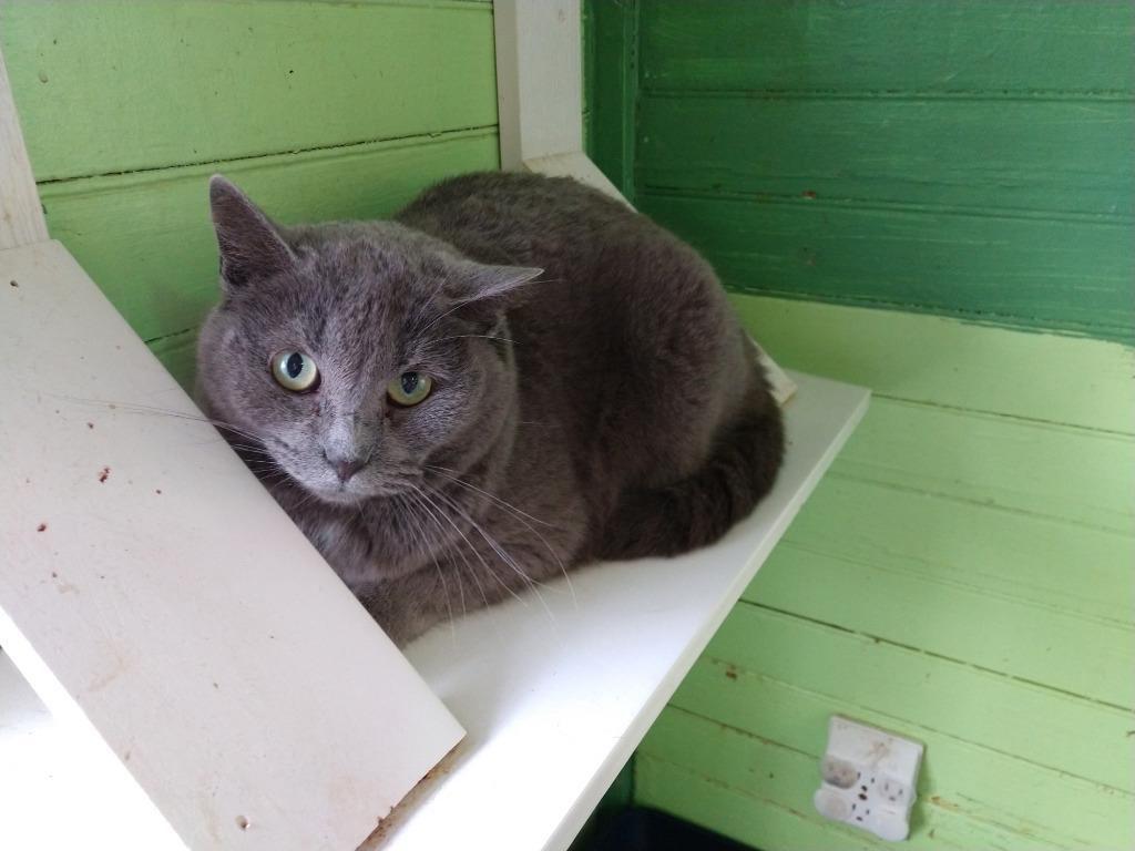 Enlarge Cecilia (100% Sponsored!), a Adoptable mixed breed in Pittsboro, NC image 3/3