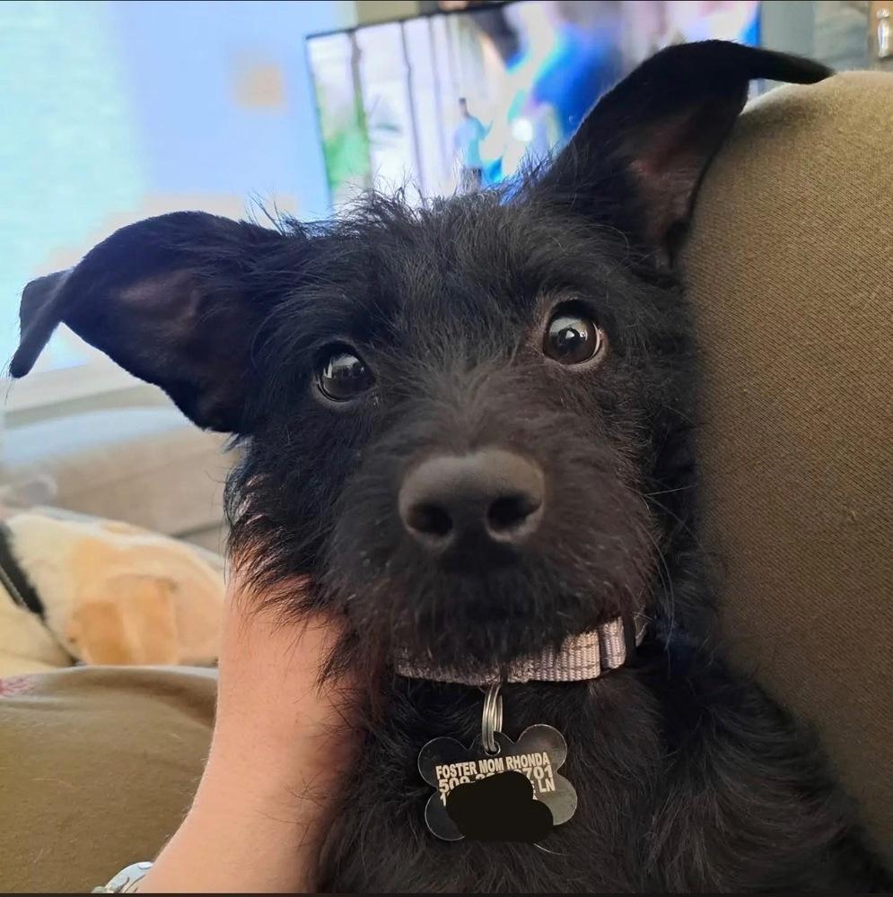 June, Adoptable, Adult Female Terrier.