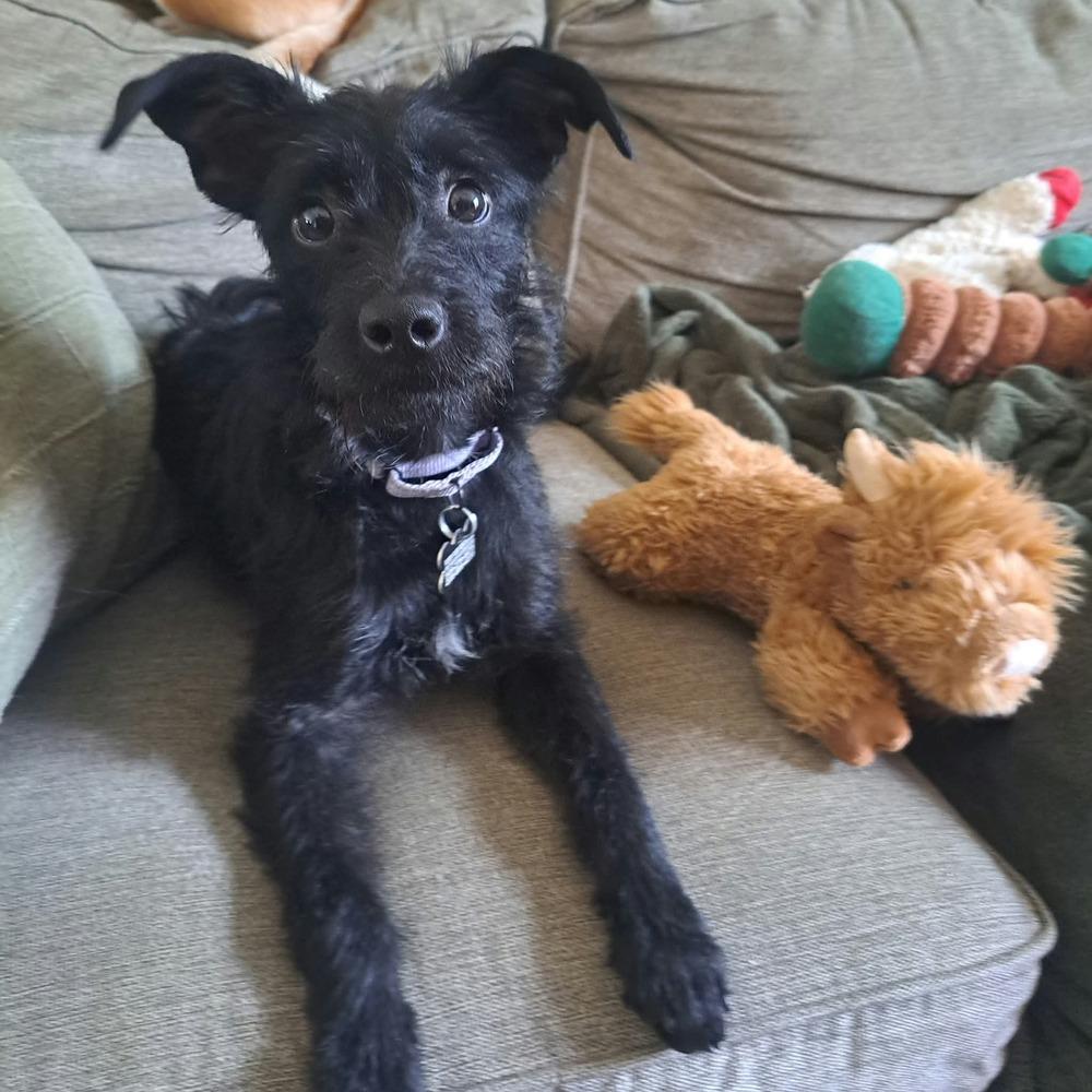 Enlarge June, a Adoptable mixed breed in Rathdrum, ID image 2/6