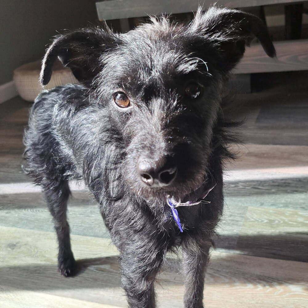 Enlarge June, a Adoptable mixed breed in Rathdrum, ID image 3/6