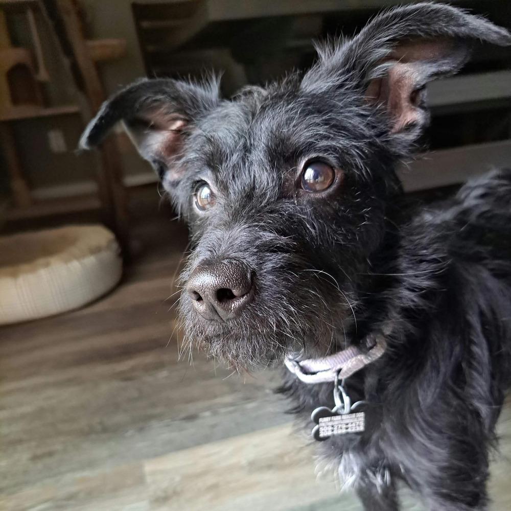 Enlarge June, a Adoptable mixed breed in Rathdrum, ID image 4/6