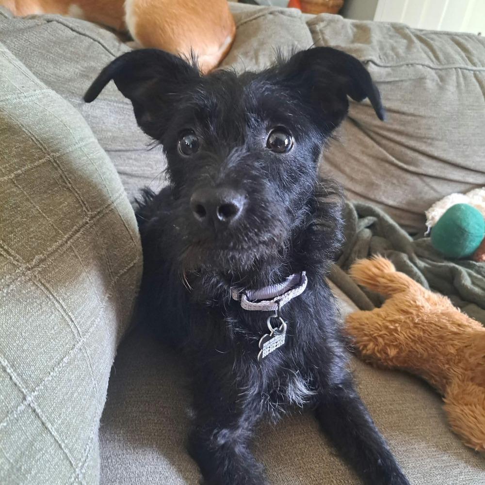 Enlarge June, a Adoptable mixed breed in Rathdrum, ID image 5/6