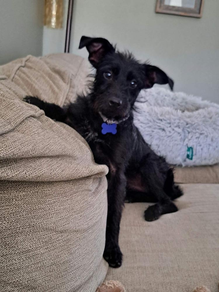 Enlarge June, a Adoptable mixed breed in Rathdrum, ID image 6/6