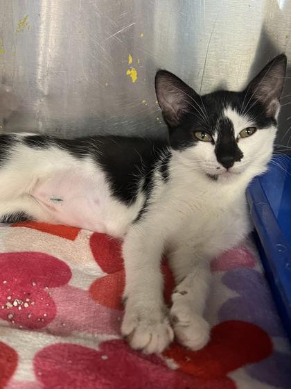 Stuffing, Adoptable, Kitten Female Domestic Short Hair & Domestic Short Hair.