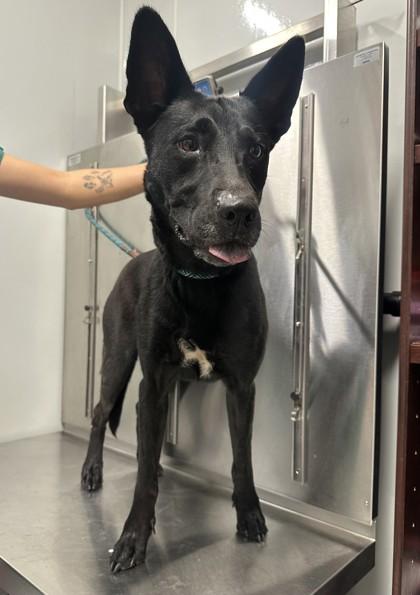 Indie, adoptable, Adult Female Belgian Shepherd / Malinois.