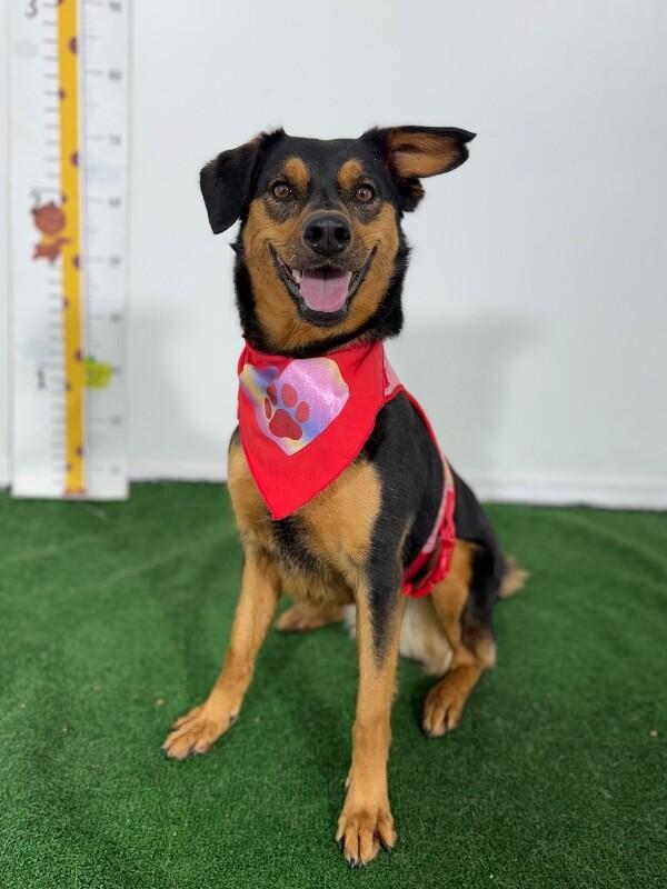 Zara-One of our Amazing Rescue Dogs, a Adoptable mixed breed in Vancouver, BC image 1/2