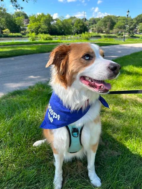 Enlarge Hozier, a Adoptable Collie in Hartland, WI image 3/6