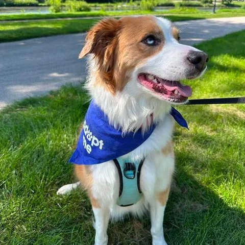 Enlarge Hozier, a Adoptable Collie in Hartland, WI image 3/6