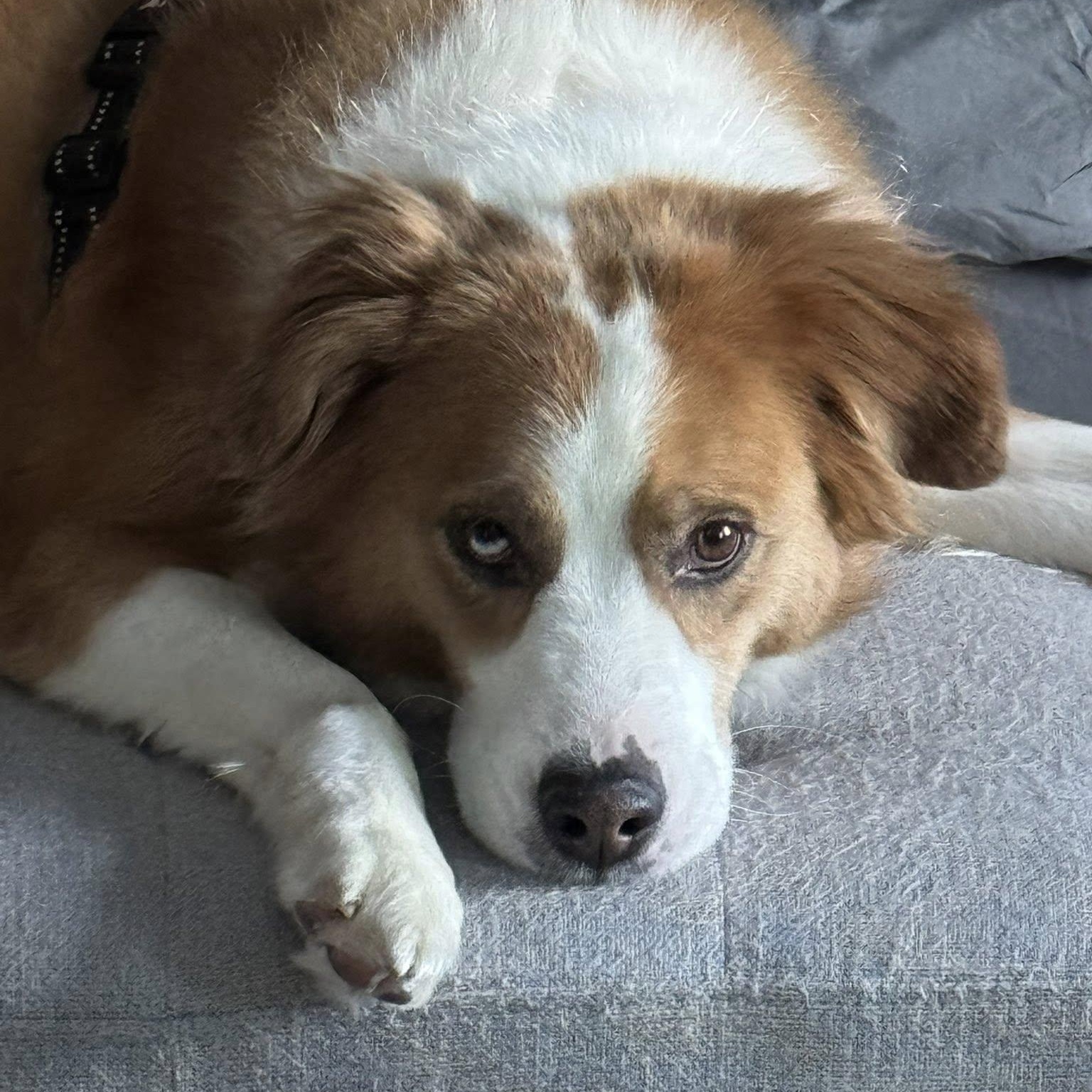 Enlarge Hozier, a Adoptable Collie in Hartland, WI image 6/6