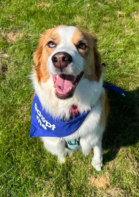 Hozier, Adoptable, Young Male Collie.
