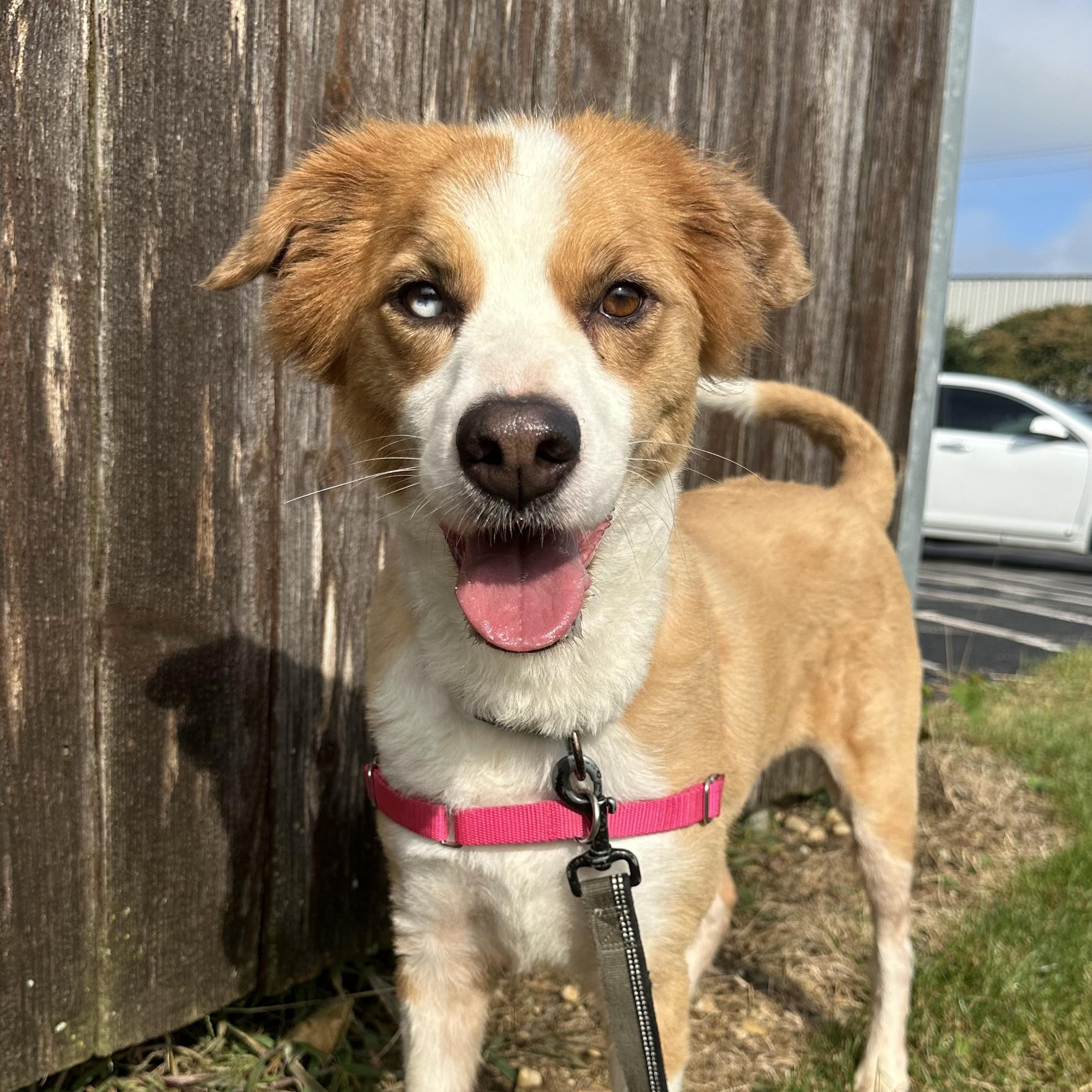 Hozier-Foster Home Needed, a Adoptable Collie in Hartland, WI image 1/6