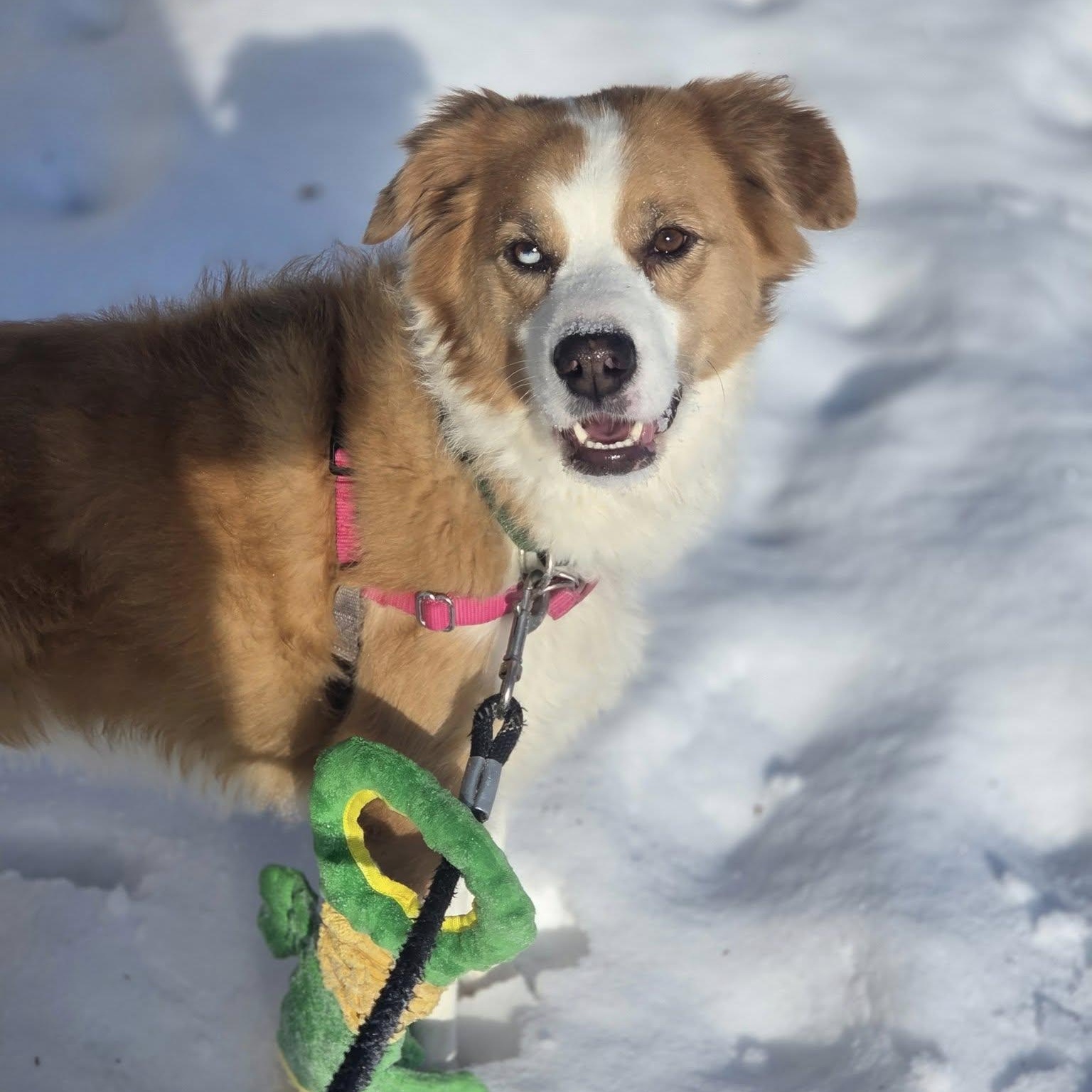 Hozier-Foster Home Needed, Adoptable, Young Male Collie.