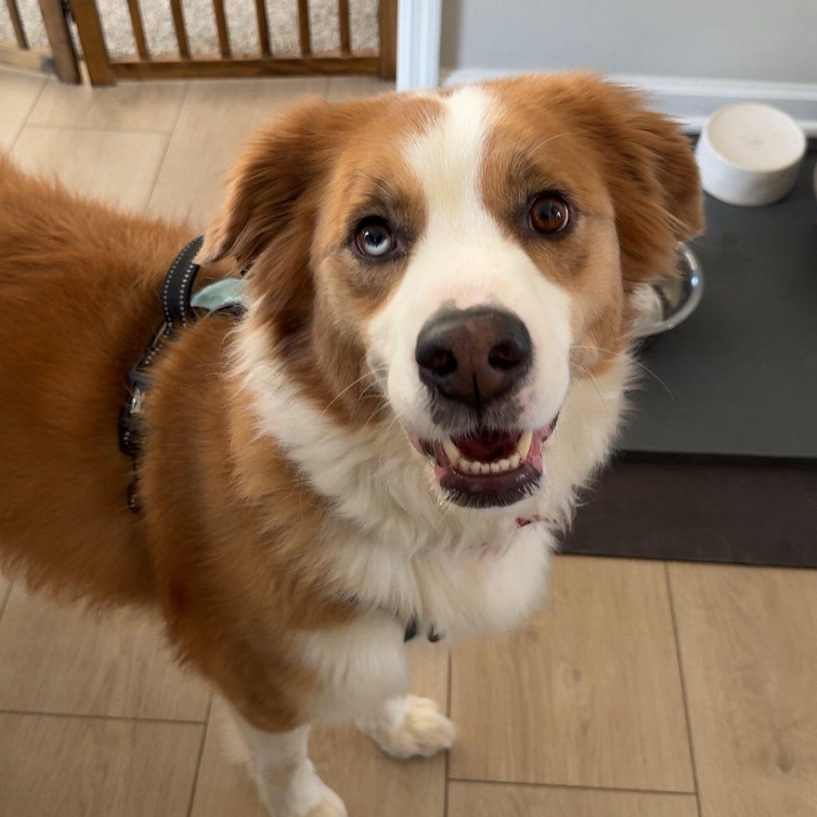 Enlarge Hozier, a Adoptable Collie in Hartland, WI image 1/6