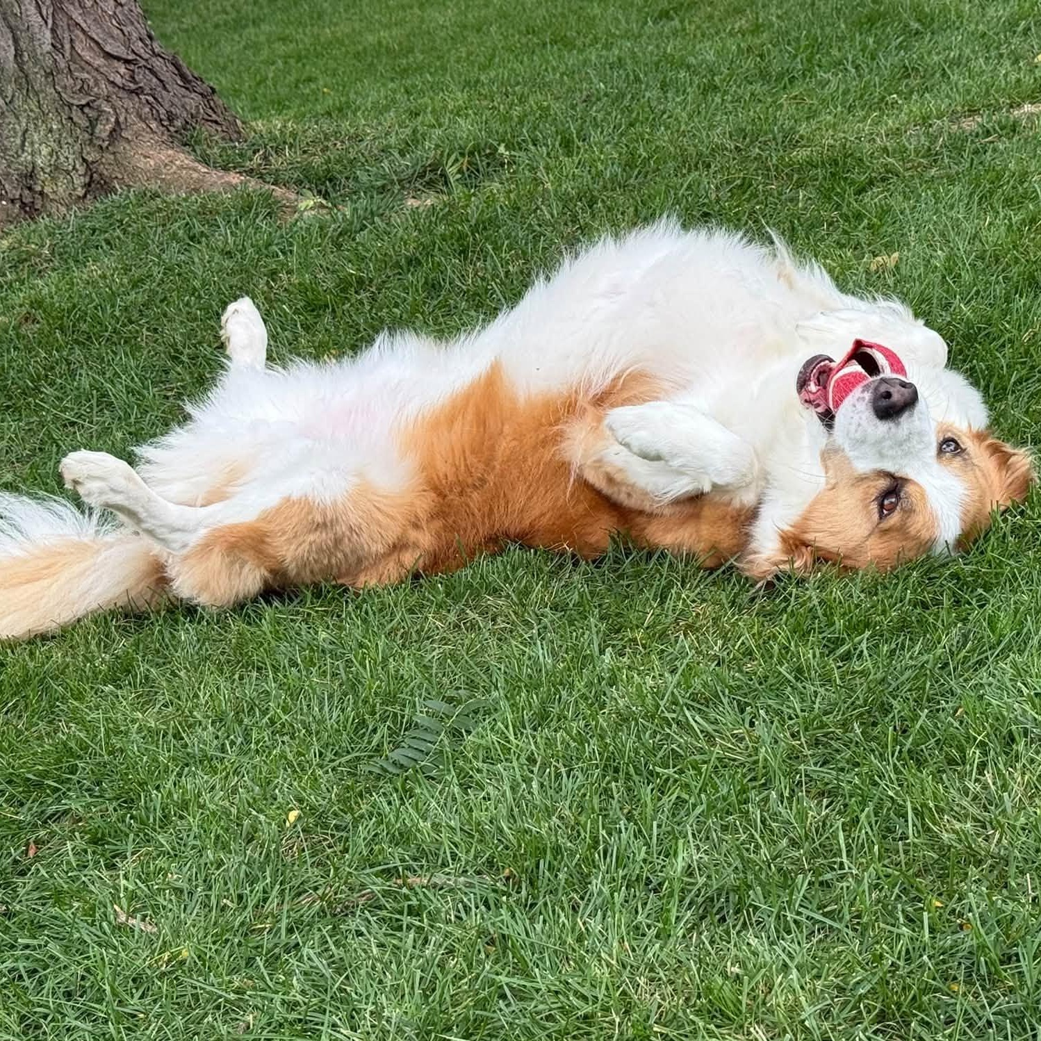 Enlarge Hozier, a Adoptable Collie in Hartland, WI image 5/6