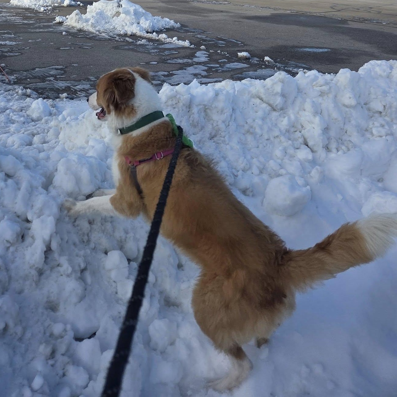 Hozier-Foster Home Needed, a Adoptable Collie in Hartland, WI image 3/6