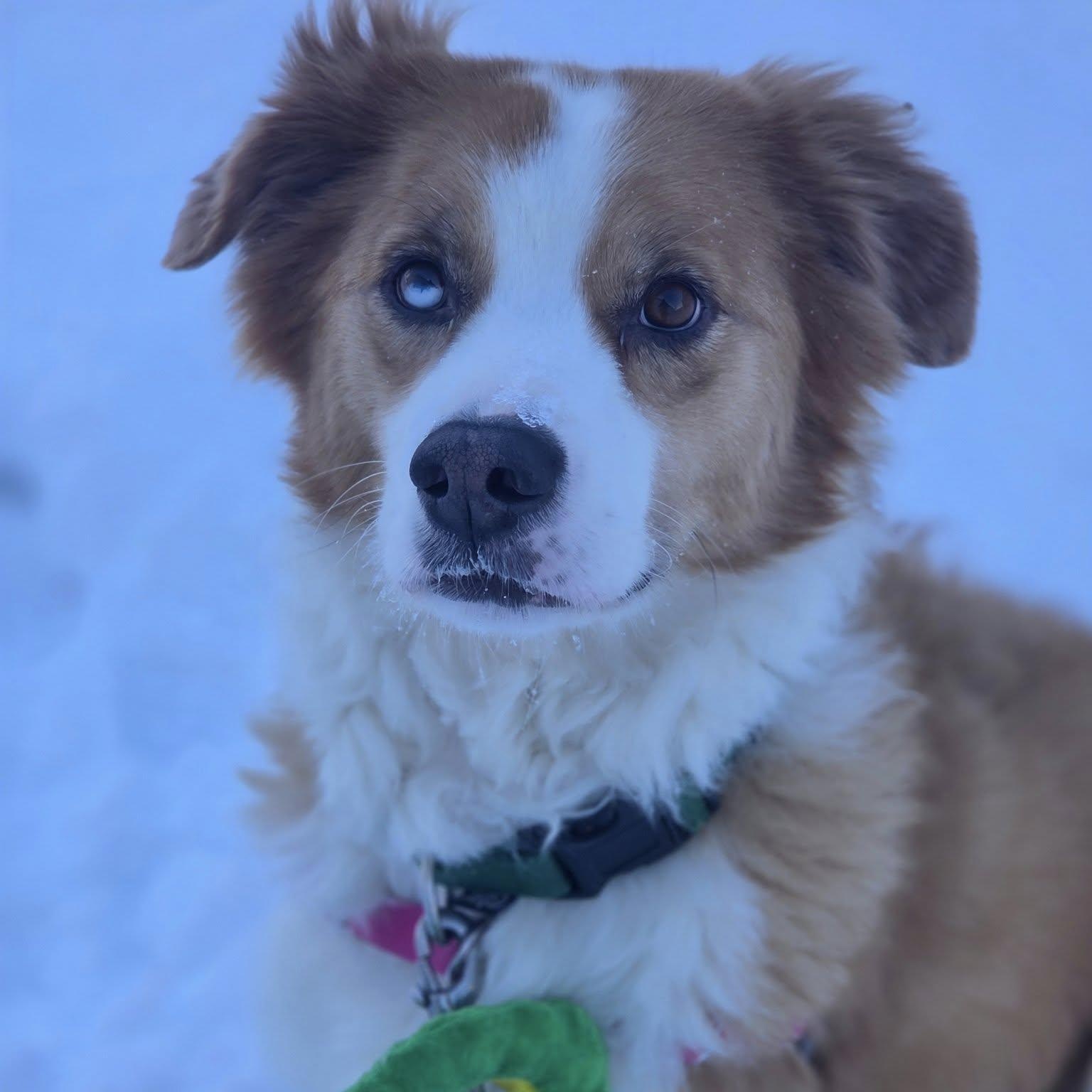 Hozier-Foster Home Needed, a Adoptable Collie in Hartland, WI image 4/6