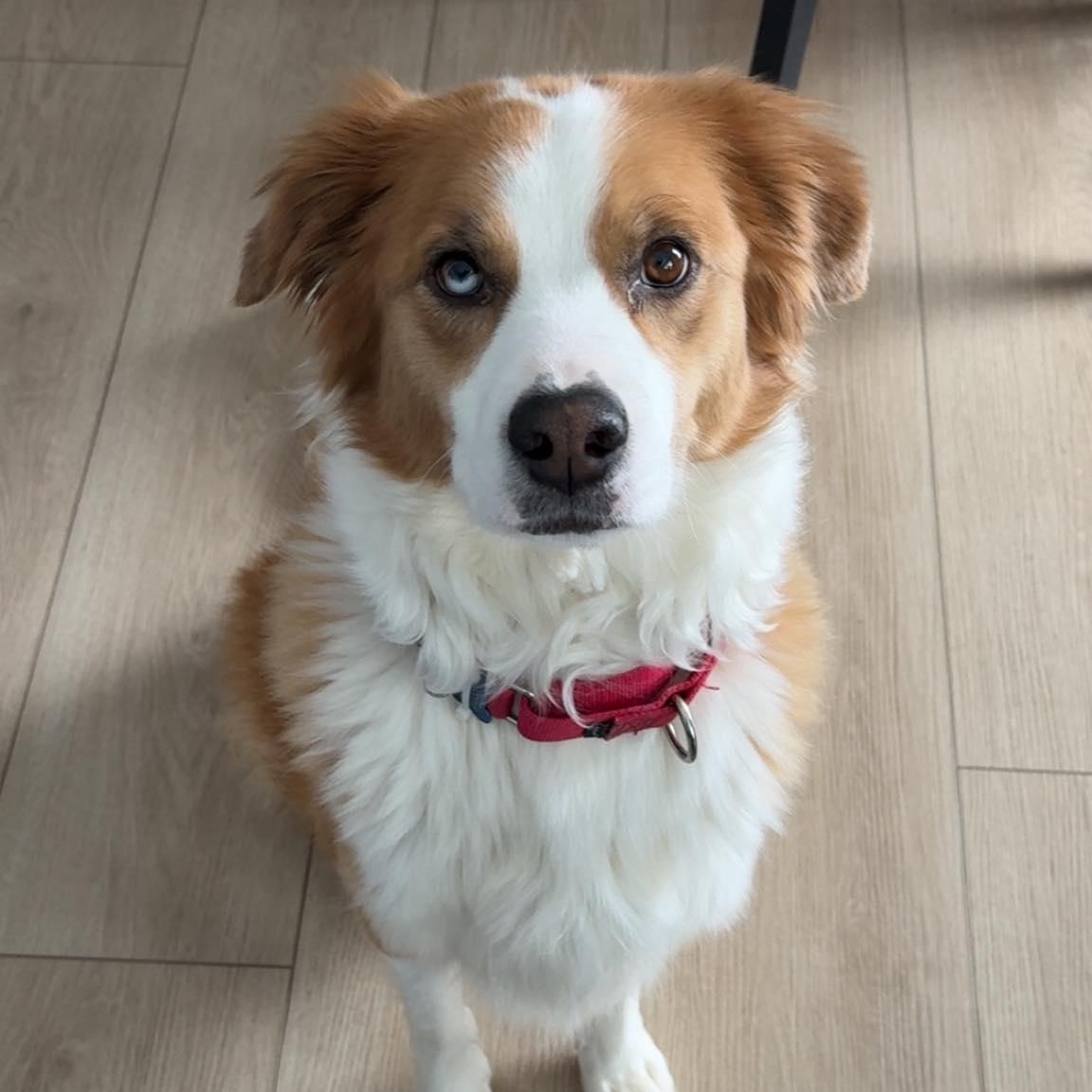 Enlarge Hozier, a Adoptable Collie in Hartland, WI image 2/6