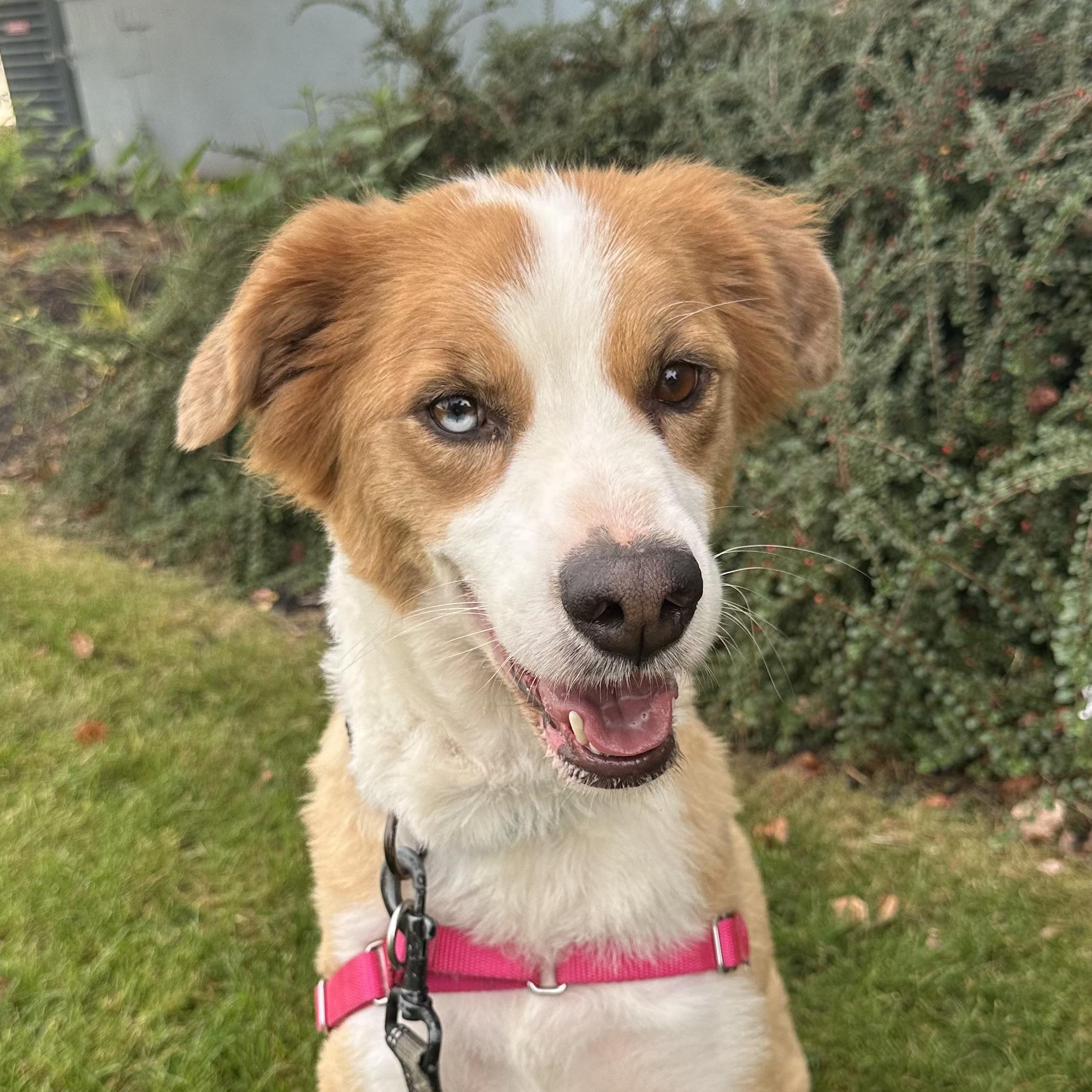 Hozier-Foster Home Needed