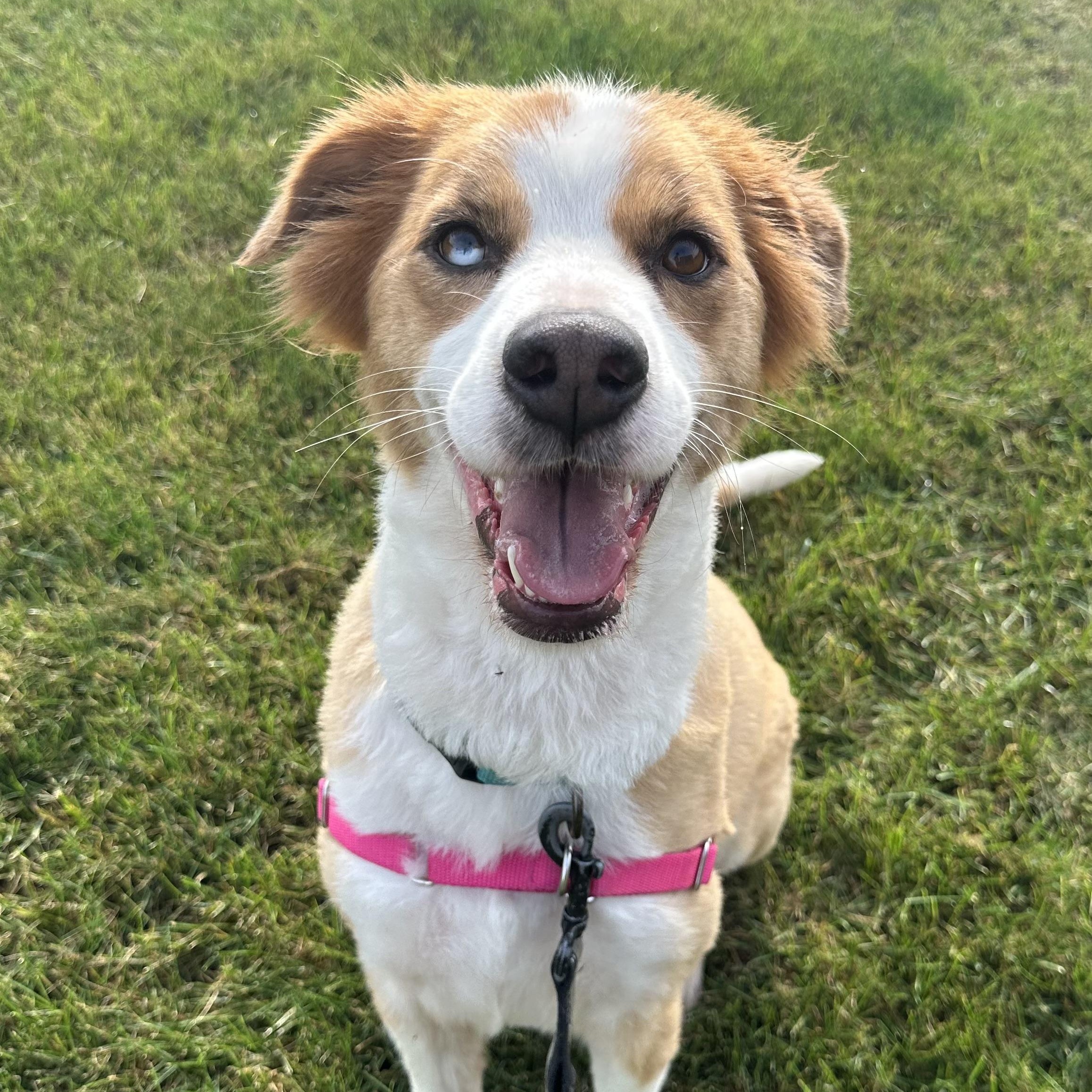 Hozier-Foster Home Needed