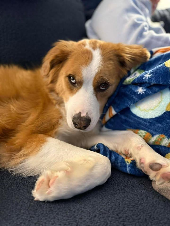 Enlarge Hozier, a Adoptable Collie in Hartland, WI image 5/6
