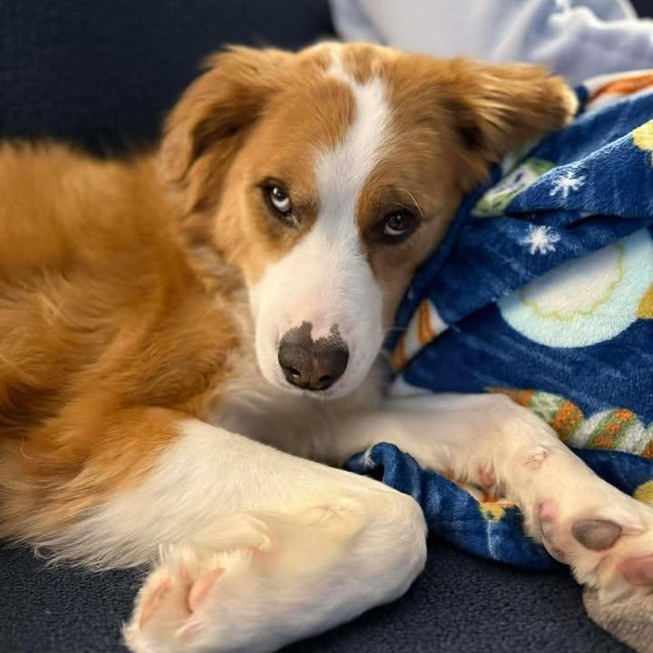 Enlarge Hozier, a Adoptable Collie in Hartland, WI image 4/6
