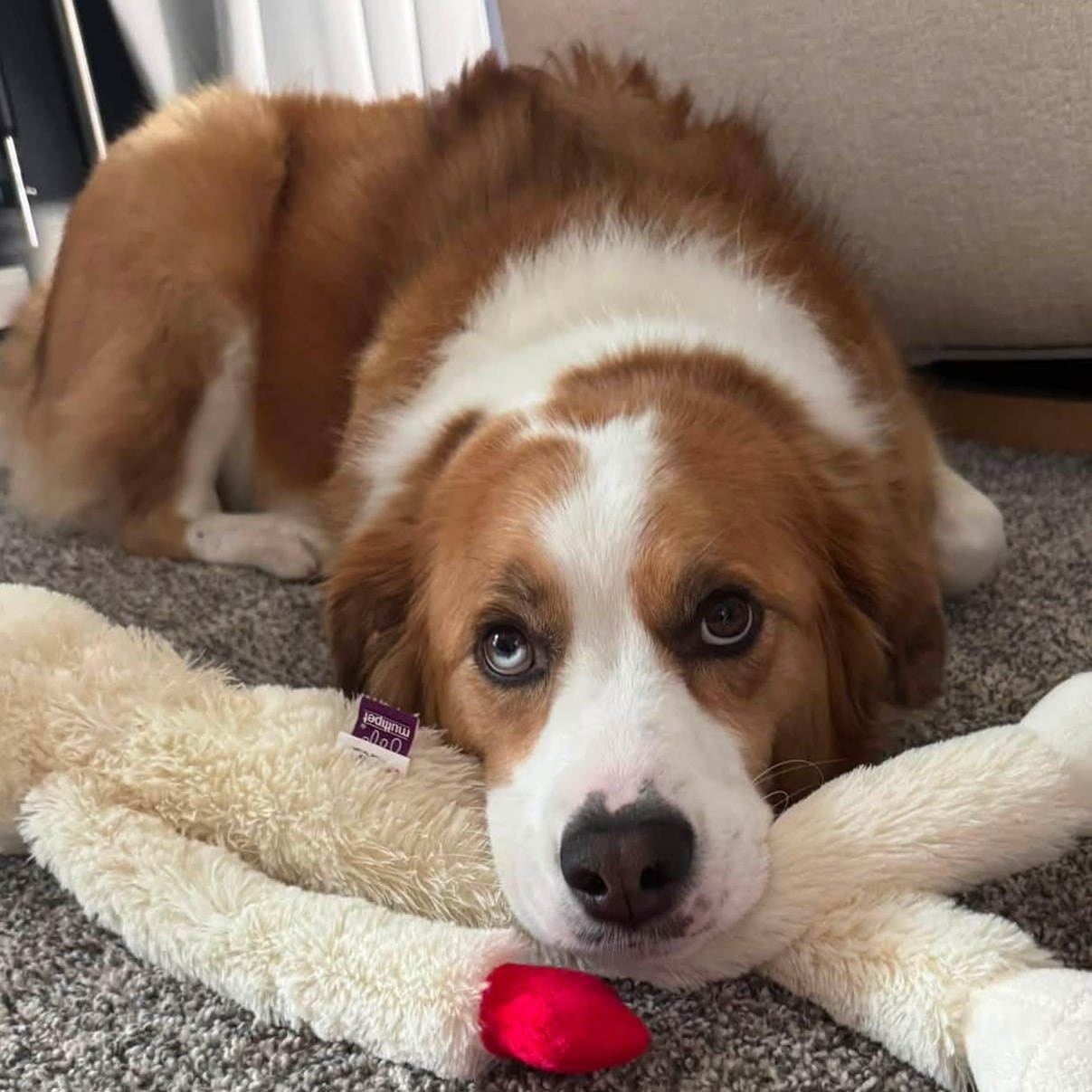 Enlarge Hozier, a Adoptable Collie in Hartland, WI image 1/6