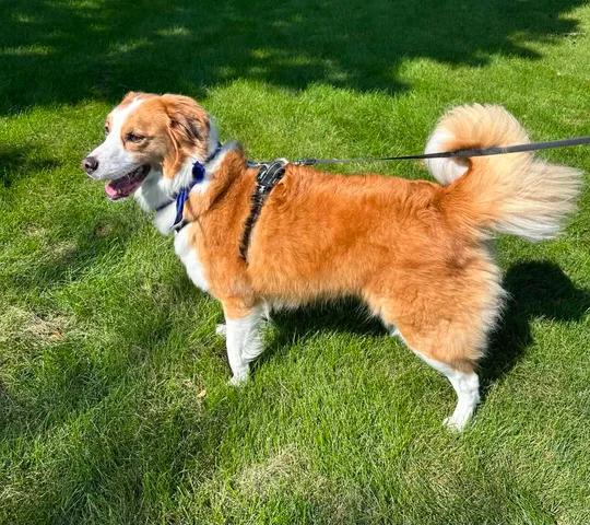 Enlarge Hozier, a Adoptable Collie in Hartland, WI image 2/6