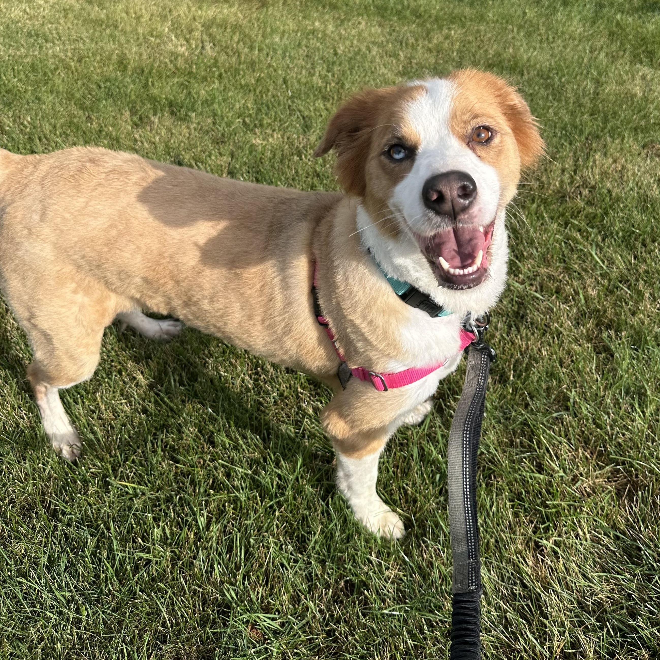 Hozier-Foster Home Needed, a Adoptable Collie in Hartland, WI image 5/6