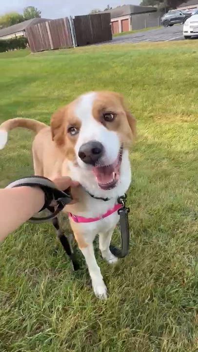 Enlarge Hozier-Foster Home Needed, a Adoptable Collie in Hartland, WI video 6/6