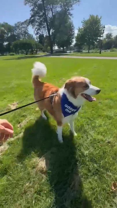 Enlarge Hozier, a Adoptable Collie in Hartland, WI video 5/6